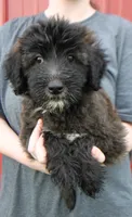 Standard size Bella, a female Whoodle for sale in Joplin, MO – 1 of 3