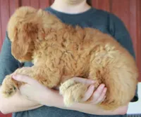 F1B Piper, a female Goldendoodle for sale in Joplin, MO – 2 of 3