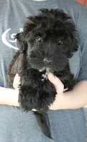 Mini Stella, a female Whoodle for sale in Joplin, MO – 1 of 3
