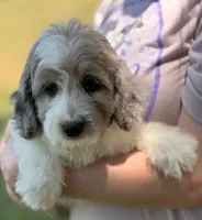 Mini Dudley, a male Miniature Aussiedoodle for sale in Joplin, MO – 4 of 6