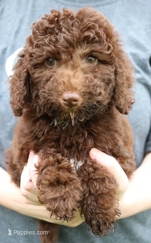 Mini Paisley – Whoodle puppy for sale in Joplin, MO