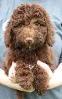 Mini Paisley, a female Whoodle for sale in Joplin, MO – 1 of 3