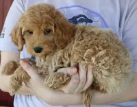 F1b Journey, a female Miniature Goldendoodle for sale in Joplin, MO – 4 of 4