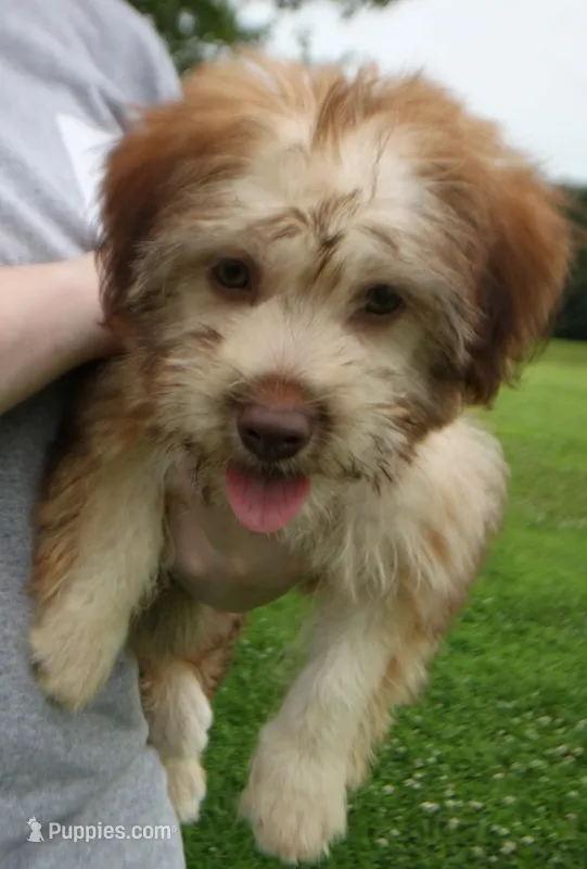 Mini Isabel Green eyes – Whoodle puppy for sale in Joplin, MO
