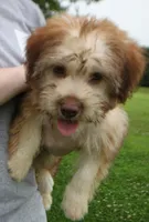Mini Isabel Green eyes, a female Whoodle for sale in Joplin, MO – 1 of 6