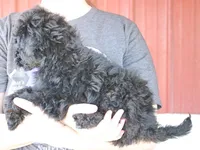 F1b Mini Taylor, a female Whoodle for sale in Joplin, MO – Photo 3 of 3