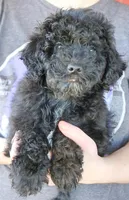 F1b Mini Taylor, a female Whoodle for sale in Joplin, MO – Photo 1 of 3