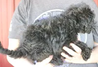 F1b Mini Taylor, a female Whoodle for sale in Joplin, MO – Photo 2 of 3