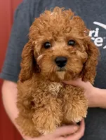 Boyd, a male Cavapoo for sale in Joplin, MO – 1 of 3