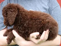 Mini Paisley, a female Whoodle for sale in Joplin, MO – 3 of 3