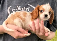 Little Max, a male Cavalier King Charles Spaniel for sale in Joplin, MO – 3 of 3