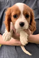 Matilda, a female Cavalier King Charles Spaniel for sale in Joplin, MO – 1 of 3