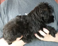 Mini Stella, a female Whoodle for sale in Joplin, MO – 2 of 3