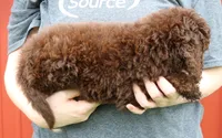 Mini Paisley, a female Whoodle for sale in Joplin, MO – 2 of 3