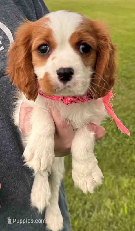 Millie – Cavalier King Charles Spaniel puppy for sale in Joplin, MO