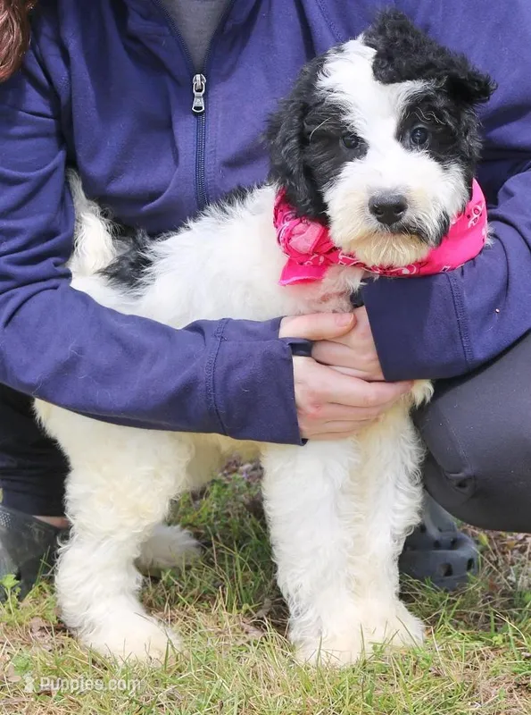 Audrey – Newfypoo puppy for sale in Joplin, MO