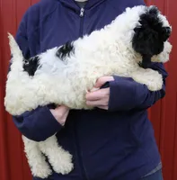 Audrey, a female Newfypoo for sale in Joplin, MO – Photo 3 of 3