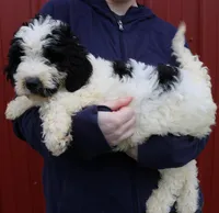 Audrey, a female Newfypoo for sale in Joplin, MO – Photo 2 of 3