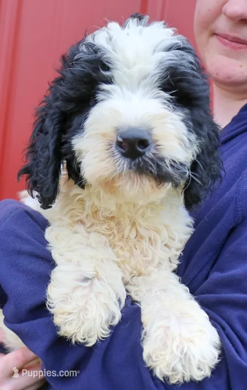 Audrey – Newfypoo puppy for sale in Joplin, MO