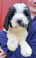 Audrey, a female Newfypoo for sale in Joplin, MO – Photo 1 of 3