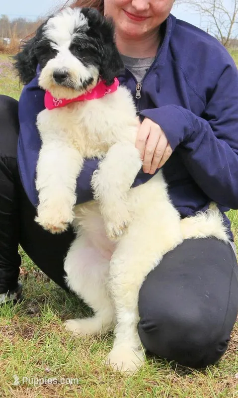 Audrey – Newfypoo puppy for sale in Joplin, MO