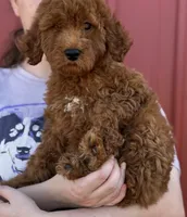 f1b Mini Milton SWEET Boy, a male Whoodle for sale in Joplin, MO – 3 of 4