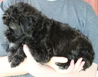 Mini Skyler, a female Whoodle for sale in Joplin, MO – 3 of 3