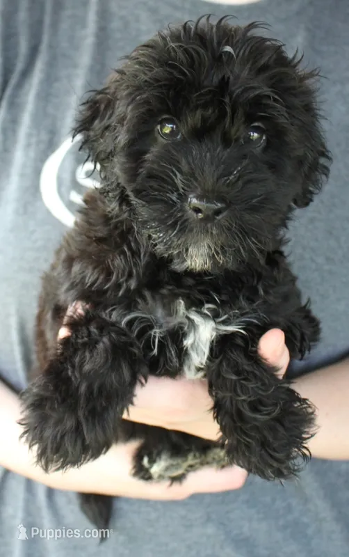 Mini Scarlett – Whoodle puppy for sale in Joplin, MO