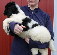 Aurora, a female Newfypoo for sale in Joplin, MO – Photo 3 of 3