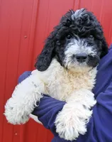 Aurora, a female Newfypoo for sale in Joplin, MO – Photo 1 of 3