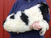 Aurora, a female Newfypoo for sale in Joplin, MO – Photo 2 of 3