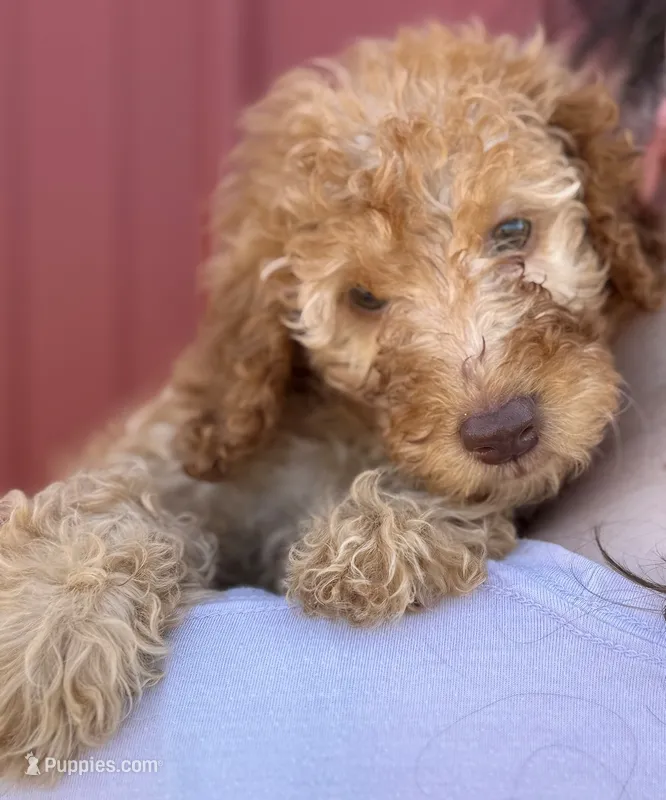 f1b Mini Macy green eyes – Whoodle puppy for sale in Joplin, MO