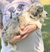 Mini Dudley, a male Miniature Aussiedoodle for sale in Joplin, MO – 5 of 6