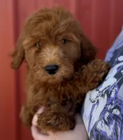 f1b Mini Milton SWEET Boy, a male Whoodle for sale in Joplin, MO – 2 of 4