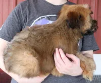 Theo, a male Soft Coated Wheaten Terrier for sale in Joplin, MO – Photo 2 of 3