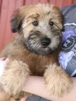Theo, a male Soft Coated Wheaten Terrier for sale in Joplin, MO – Photo 1 of 3
