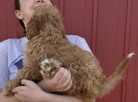 Hayden, a female Cavapoo for sale in Joplin, MO – 3 of 4