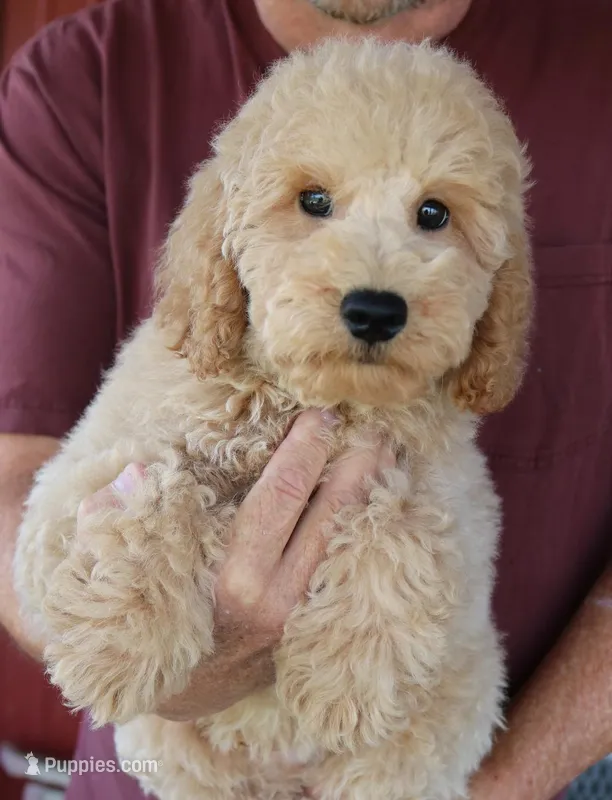 f1b Mini Tate – Whoodle puppy for sale in Joplin, MO
