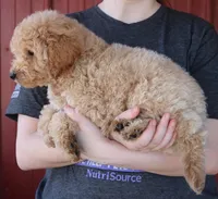 f1b Mini Tate, a male Whoodle for sale in Joplin, MO – Photo 3 of 3