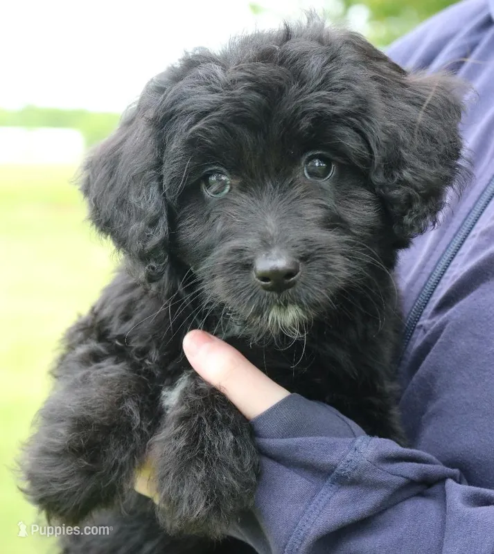 Wilma – Miniature Aussiedoodle puppy for sale in Joplin, MO