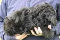 Wilma, a female Miniature Aussiedoodle for sale in Joplin, MO – 2 of 3
