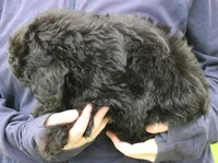 Wilma, a female Miniature Aussiedoodle for sale in Joplin, MO – 3 of 3