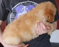 f1b Mini Montgomery, a male Whoodle for sale in Joplin, MO – Photo 3 of 3