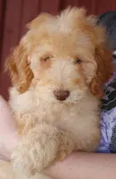 f1b Mini Montgomery, a male Whoodle for sale in Joplin, MO – Photo 1 of 3