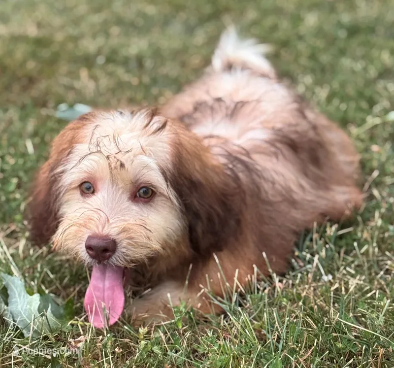 Mini Indie Green eyes! – Whoodle puppy for sale in Joplin, MO