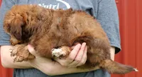 Mini Indie, a female Whoodle for sale in Joplin, MO – 2 of 3