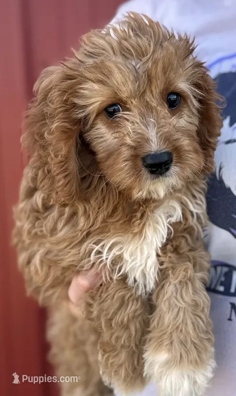 Harmony – Cavapoo puppy for sale in Joplin, MO