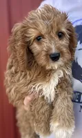 Harmony, a female Cavapoo for sale in Joplin, MO – 1 of 3