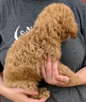 F1B Mini Preston, a male Miniature Goldendoodle for sale in Joplin, MO – 3 of 3