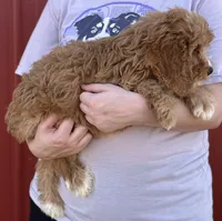 Harlie, a female Cavapoo for sale in Joplin, MO – 3 of 3